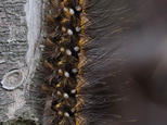 Last instar larva on dead wood